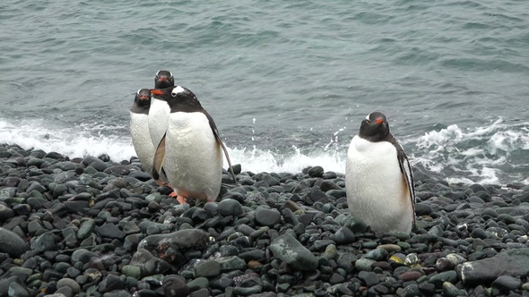 Penguins in Antarctica. A lot of penguins resting on the gravel mounds.  Antarctic Peninsula.