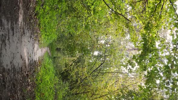 Vertical Video of a Forest Landscape on an Autumn Day in Ukraine