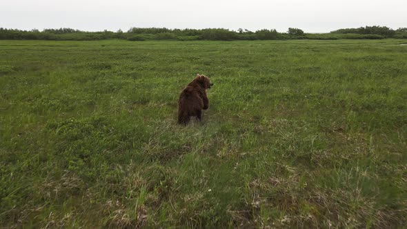 Drone View of a Brown Bear Running Across a Swampy Area Among the Grass