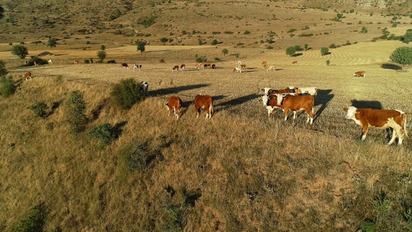 Cows In Field