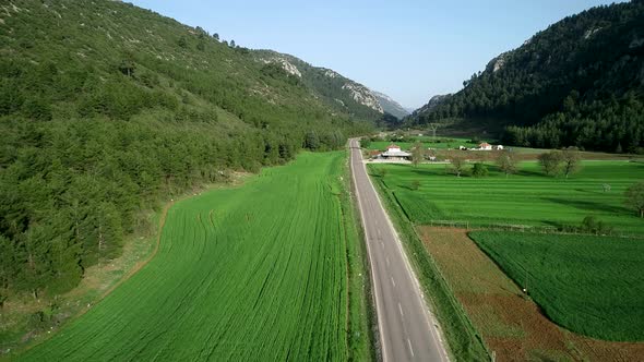 Forest and Road