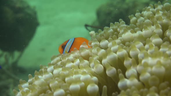 young Tomato Anemone fish hiding in sea anemone