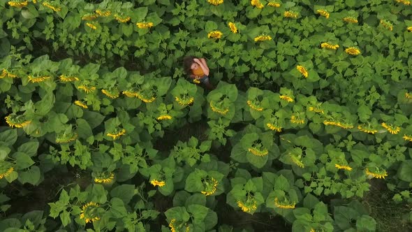 Aerial View of Beautiful Large Sunflower Field and Young Attractive Curly Girl Standing Between Rows