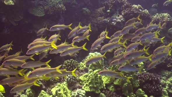 School of Yellowtail Snapper