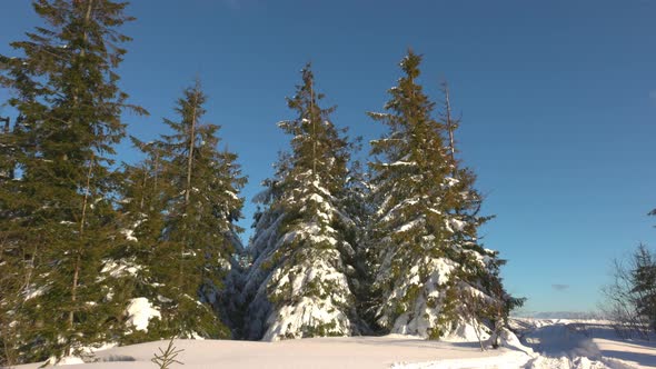 A Small Meadow on a Hillside Surrounded By Fir Trees in Winter