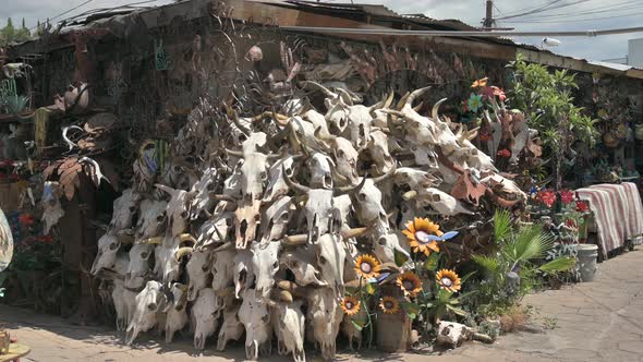 Traditional cow skulls or bull skulls being sold at a Mexican outdoor market. Zoom in shot.