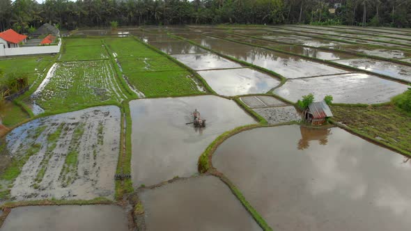 Aerial View on a Farmer That Preparing a Rice Field for Planting Using Tiller Tractor. Beautiful