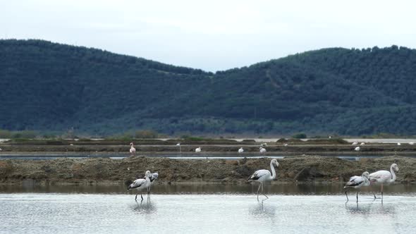 Eurasian spoonbill searching for food in a lake 