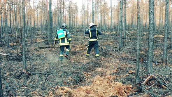 Two Firefighters are Walking Through the Burntout Woods