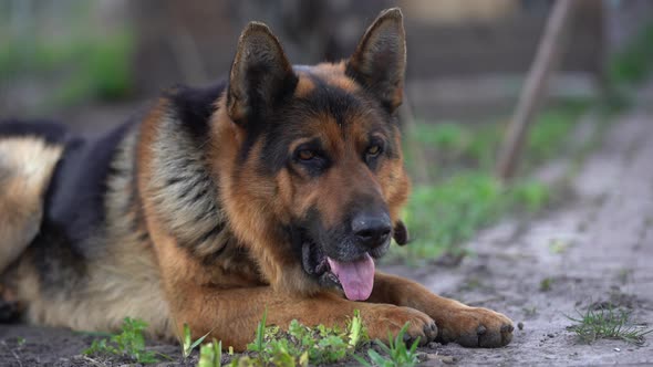 Beautiful German Shepherd Dog Outdoor