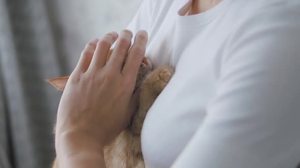 Cute Ginger Cat Dozing on Woman's Hands. Close Up Slow Motion Footage of Fluffy Pet, Woman Stroking