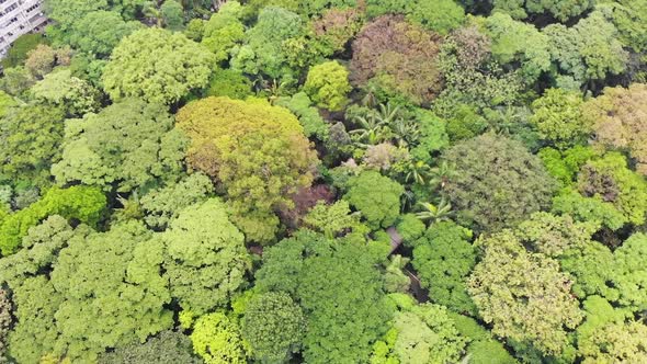 Park Trianon, Museum Of Art Sao Paulo, Brazil (Aerial View, Drone Footage)