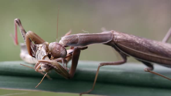 Tight shot of a grasshopper of being eaten by a praying mantis