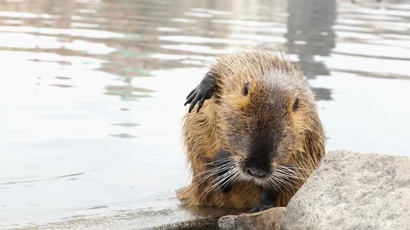 Cute Nutria Washes and Cleans Its Wool on the River Bank