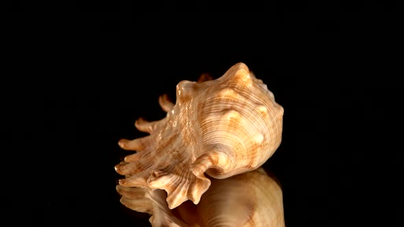 Sea Shell on Black, Rotation, Reflection, Close Up