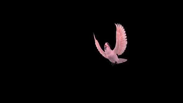 Pink Parrot - Mitchell's Cockatoo - Flying Over Screen - II - Alpha Channel