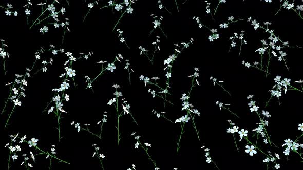 4K White Petunias Rain alt