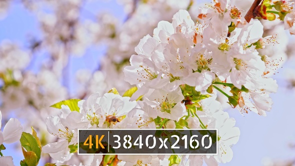 Spring Blossom (4K)
