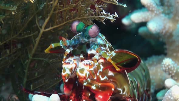 Smashing Mantis Shrimp (Odontodactylus scyllarus) close up facing camera on coral reef