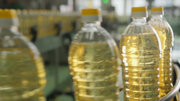 Sunflower Oil in the Bottle Moving on Production Line