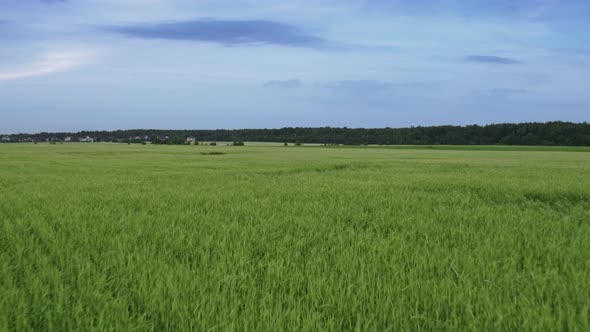 Flight Over the Fields in the Suburbs of St. Petersburg 9