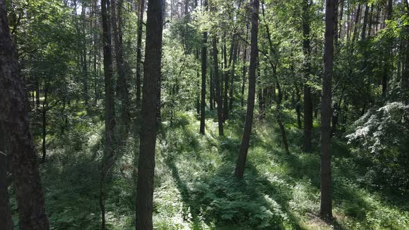 Trees in the Forest By Summer Day