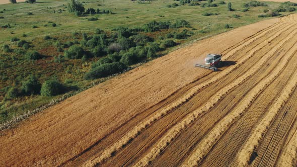 Aerial View Combine Harvester Gathers the Wheat. Harvesting Grain Field, Crop Season. . Beautiful