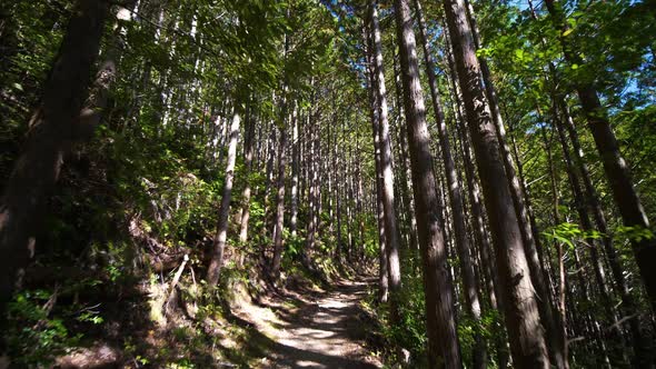 POV, following trail through forest with filtered sunlight, tilt up to canopy