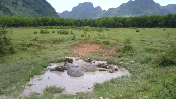 Lake with Bathing Buffaloes on Field at Forest Bird Eye View