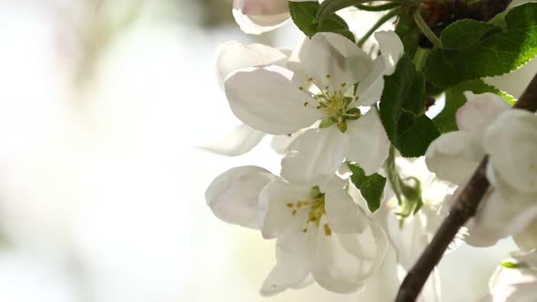 White apple blossom. Branches with beautiful and light-colored Apple tree blossoms in a springtime 