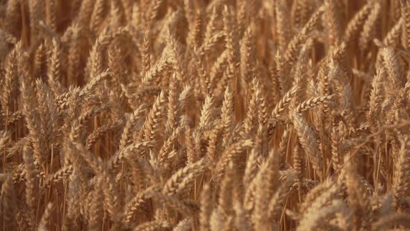 Ripe Yellow Wheat Sways in the Wind in Wide Field