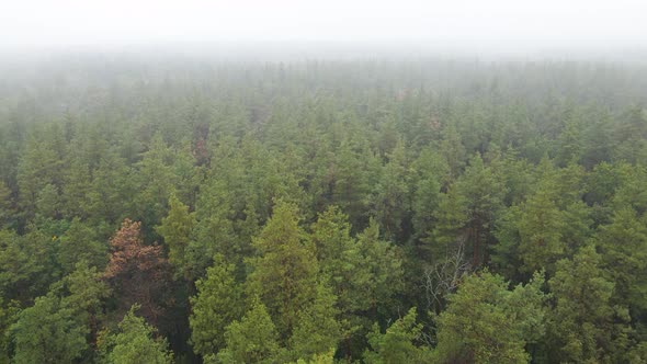 Fog in the Forest Aerial View