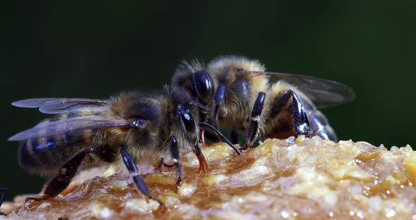 European Honey Bee, apis mellifera, black Bee Licking Honey, Hive in Normandy, Real Time 4K