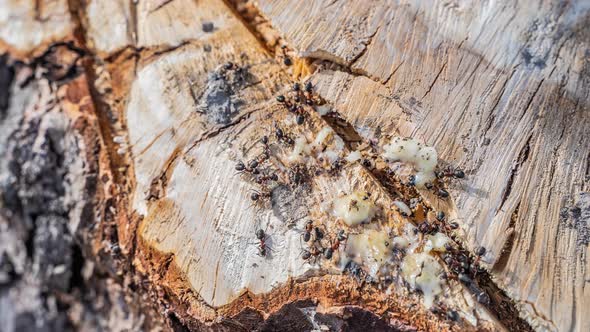 Close-Up Time lapse. European Forest Red Wood Ant. Formica,  polyctena.