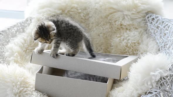 Cute Kittens Playing On A Box