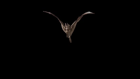Bat Glide 2