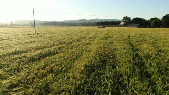 Wheat Field in Spring at Sunrise 