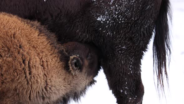 baby bison calf feeding winter slow motion hitting cow with head