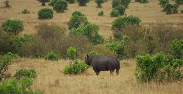 Rhino standing in the savanna