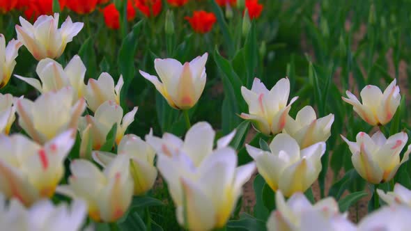 Amazing Flower Fair in Europe