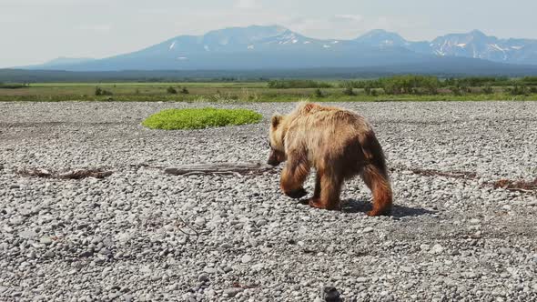 The Kamchatka Brown Bear Walks Through the Rocky Landscape