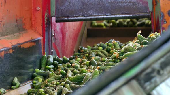 Gherkins on the line processing