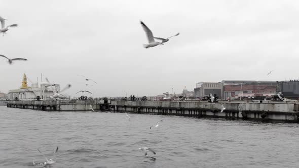 Seagulls on the embankment in cloudy weather