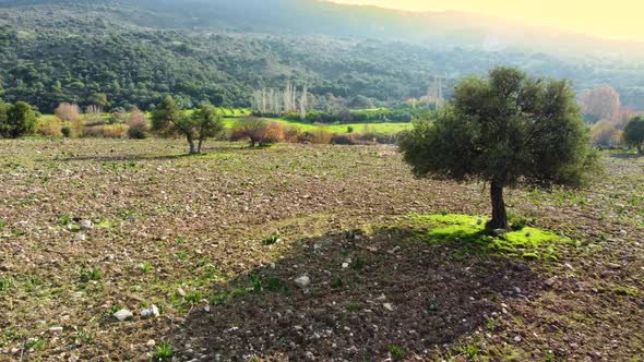 Mediterranean Landscape Drone Slowly Flying Through Olive Trees Beautiful Nature View of Green Grove