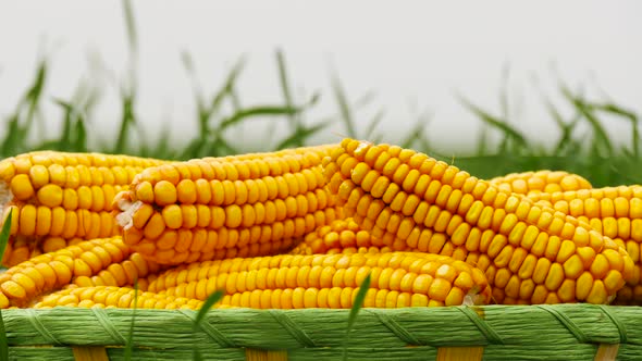 Ears of Ripe Corn in a Basket on the Background of Green Grass in the Field. Harvest of Grain Crops