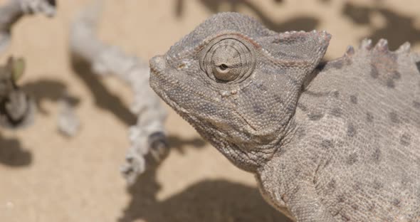 Chameleon Moves Eyes