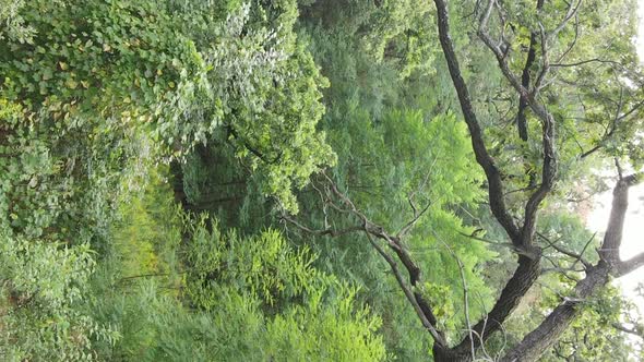 Aerial View of Green Forest in Summer