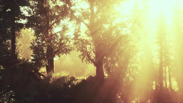 Magic Dark Autumn Forest Scenery with Rays of Warm Light alt