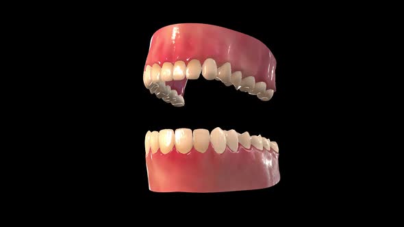 Teeth Anatomy