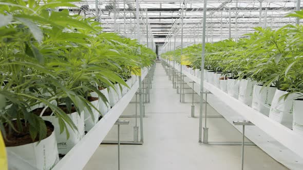 Medical Cannabis plants growing under controlled conditions in a large greenhouse